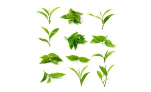 Tải 15+ mẫu lá trà vector đầy đủ định dạng AI, PNG, SVG, CDR, EPS miễn phí
