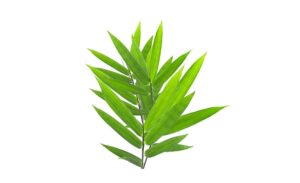 Tải 15+ mẫu lá trúc vector định dạng AI, PNG, SVG, CDR, EPS chuẩn sắc nét
