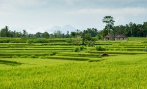 Tải 20+ mẫu làng quê Việt Nam vector chuẩn sắc nét - Định dạng AI, PNG, SVG, EPS, CDR