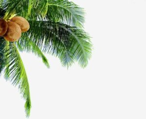 background cây dừa