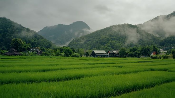 Background đồng quê yên bình