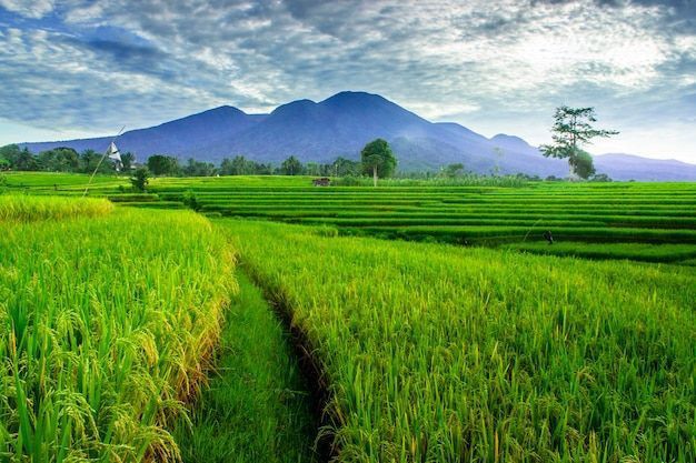 Background đồng quê đẹp