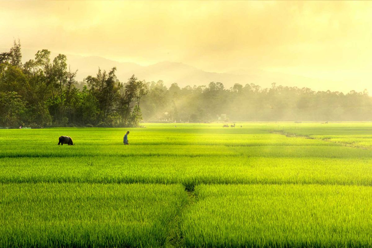 Background đồng quê 4k