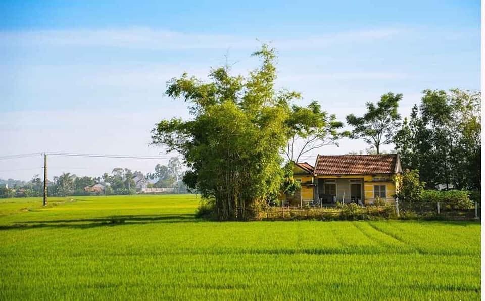 Background cánh đồng lúa